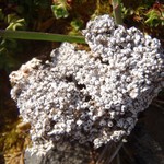 Pertusaria octomela