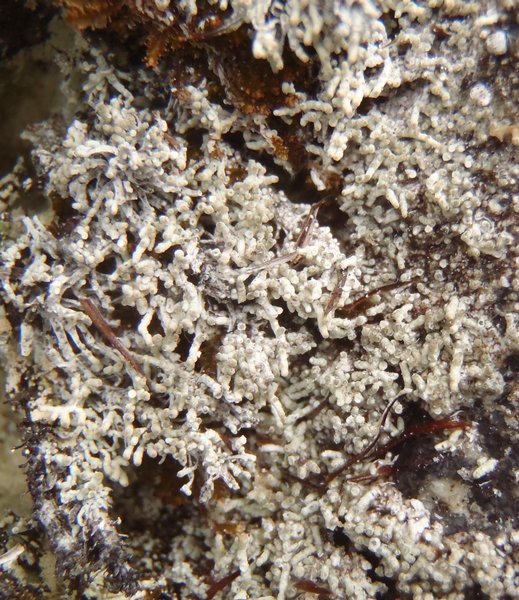 Pertusaria oculata