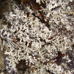 Pertusaria oculata