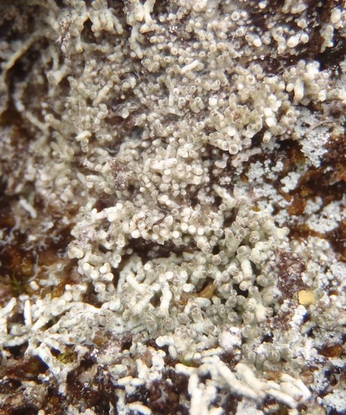 Pertusaria oculata