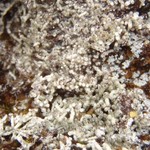 Pertusaria oculata