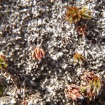 Pertusaria oculata