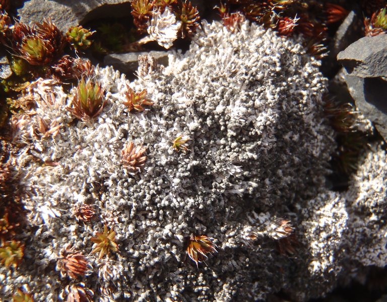 Pertusaria oculata