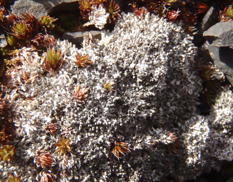 Pertusaria oculata