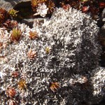 Pertusaria oculata