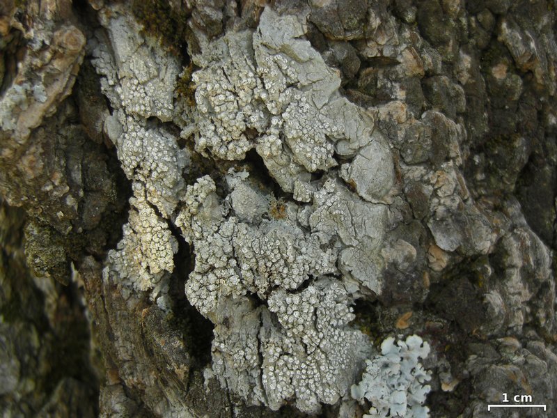 Pertusaria ophthalmiza