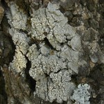 Pertusaria ophthalmiza