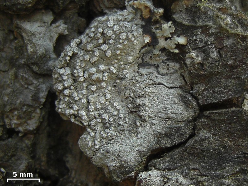 Pertusaria ophthalmiza