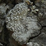Pertusaria ophthalmiza