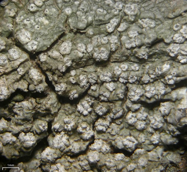 Pertusaria ophthalmiza