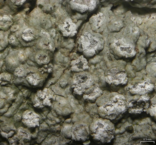 Pertusaria ophthalmiza