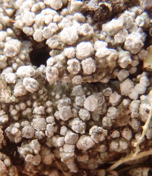 Pertusaria ophthalmiza