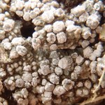 Pertusaria ophthalmiza