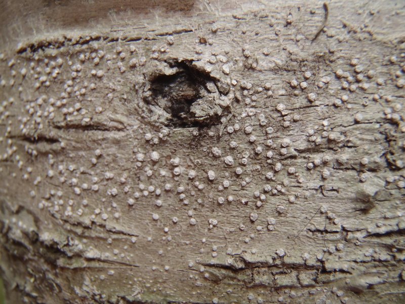 Pertusaria ophthalmiza