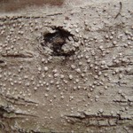 Pertusaria ophthalmiza