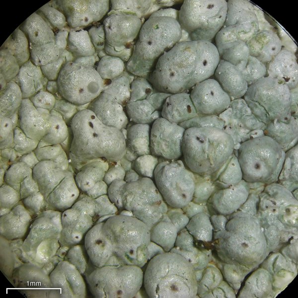 Pertusaria ostiolata