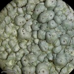 Pertusaria ostiolata