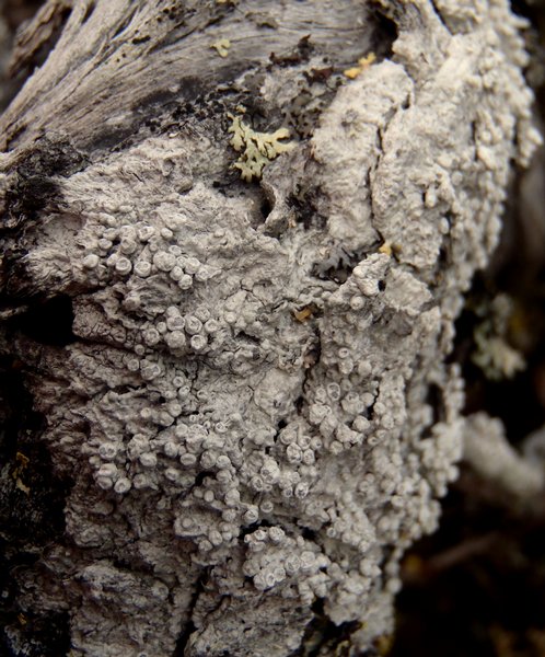 Pertusaria panyrga