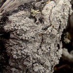 Pertusaria panyrga