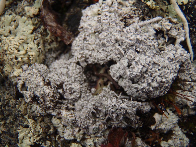 Pertusaria panyrga