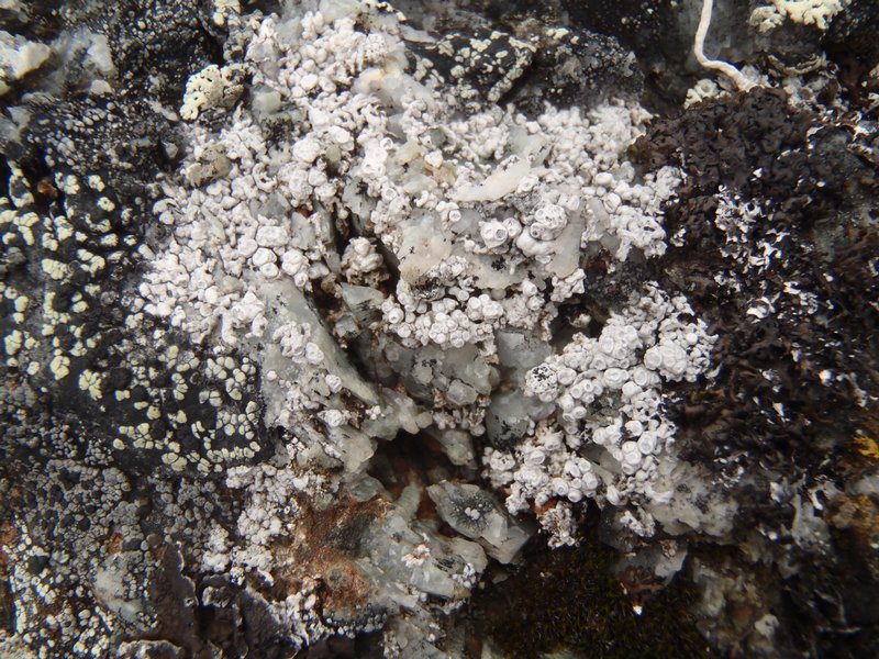 Pertusaria panyrga