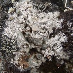 Pertusaria panyrga
