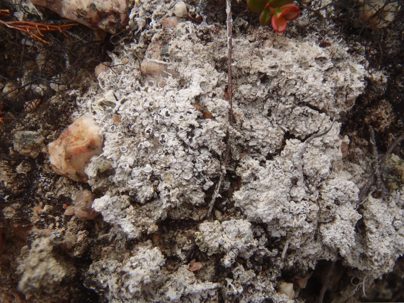 Pertusaria panyrga