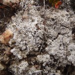 Pertusaria panyrga