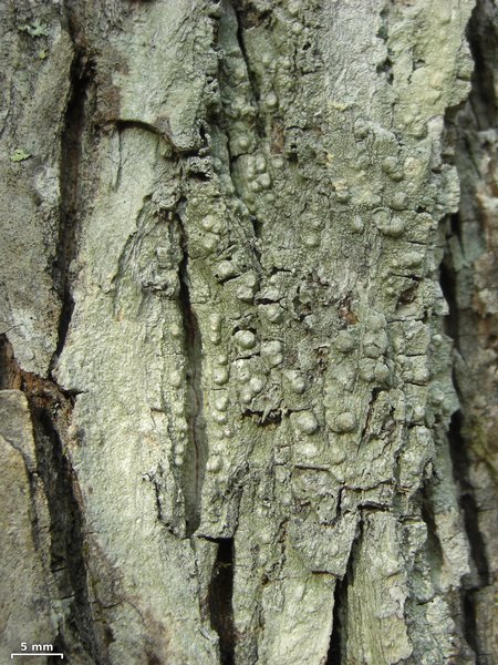 Pertusaria paratuberculifera