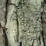 Pertusaria paratuberculifera
