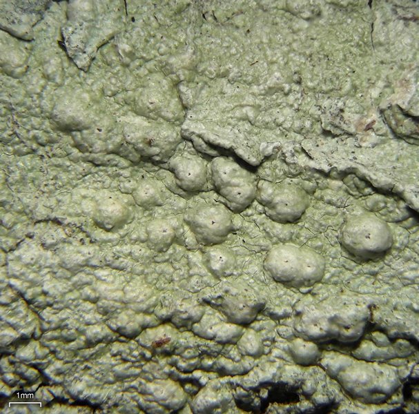 Pertusaria paratuberculifera