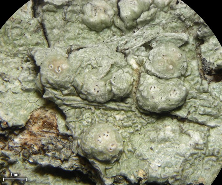 Pertusaria paratuberculifera