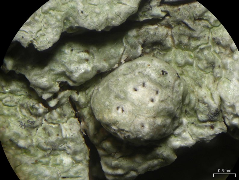 Pertusaria paratuberculifera