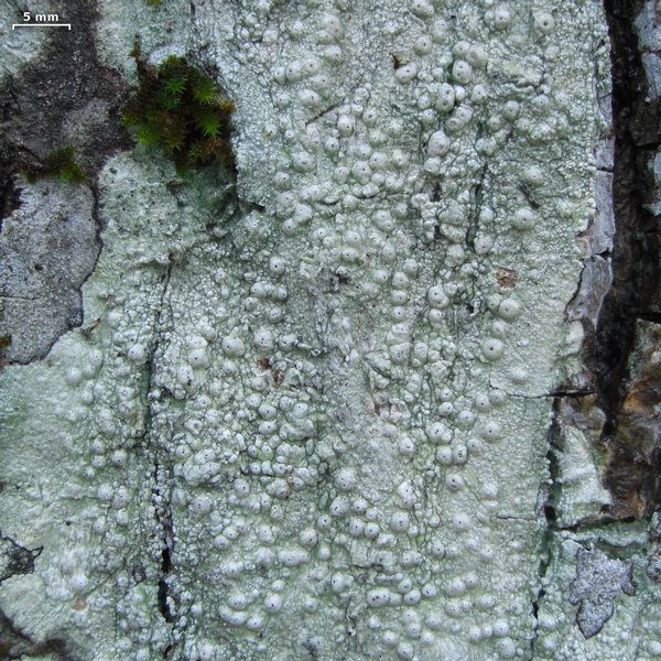 Pertusaria paratuberculifera