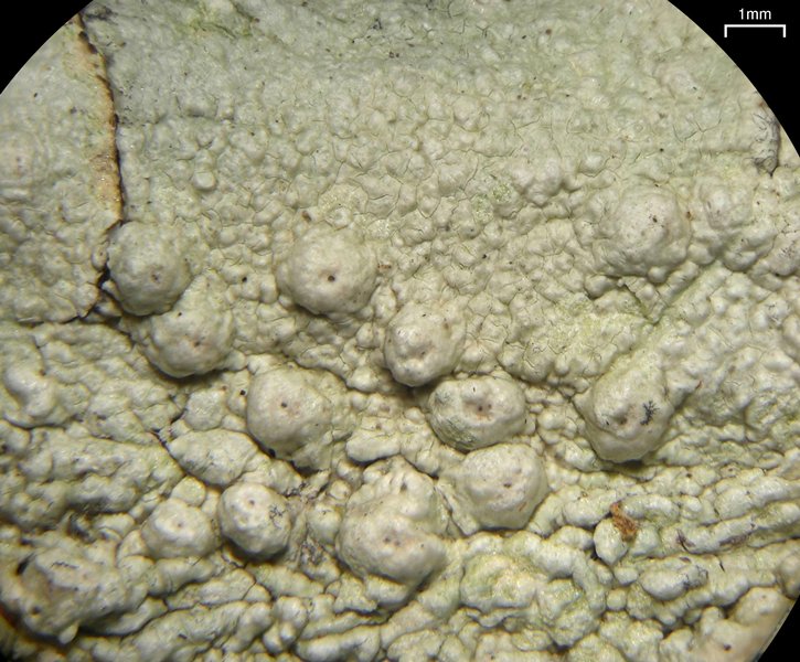 Pertusaria paratuberculifera