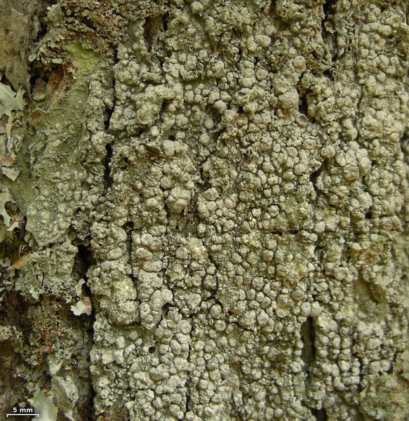 Pertusaria paratuberculifera