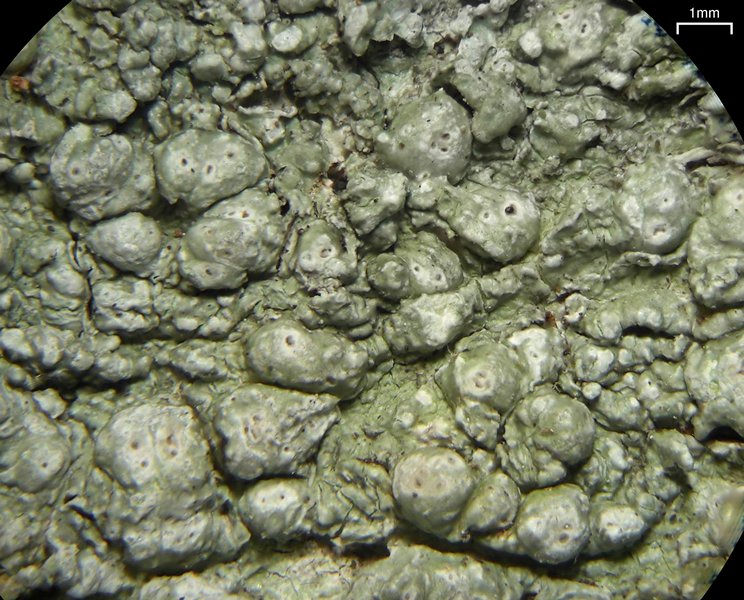 Pertusaria paratuberculifera