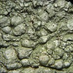Pertusaria paratuberculifera