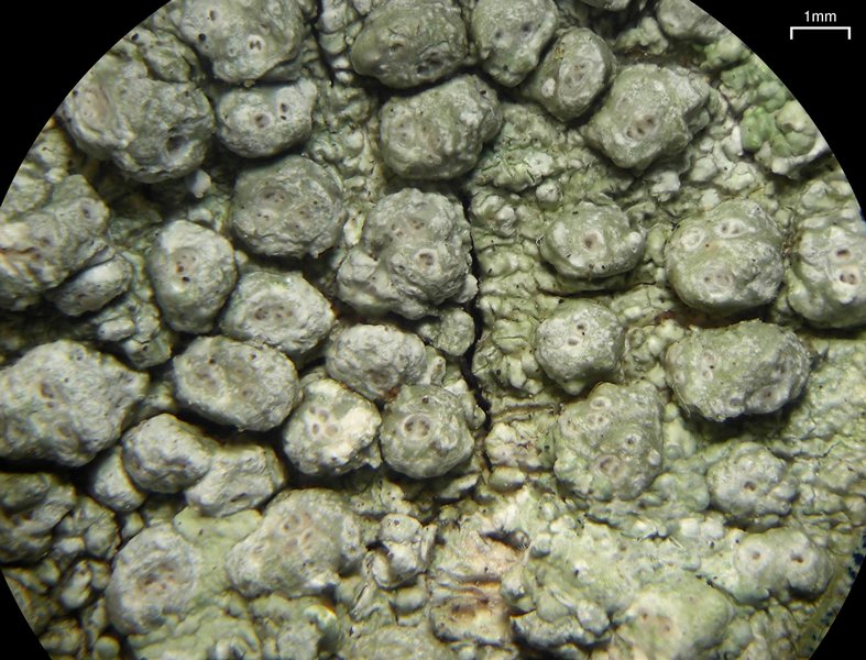 Pertusaria paratuberculifera