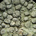 Pertusaria paratuberculifera