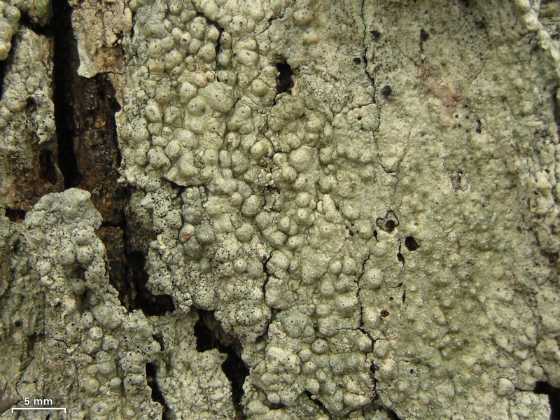 Pertusaria paratuberculifera