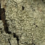 Pertusaria paratuberculifera