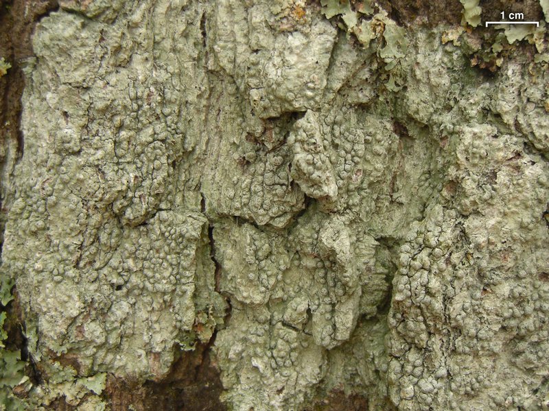 Pertusaria paratuberculifera