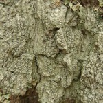 Pertusaria paratuberculifera
