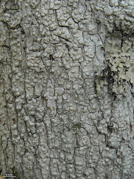 Pertusaria paratuberculifera