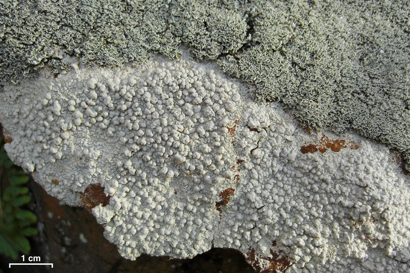 Pertusaria plittiana