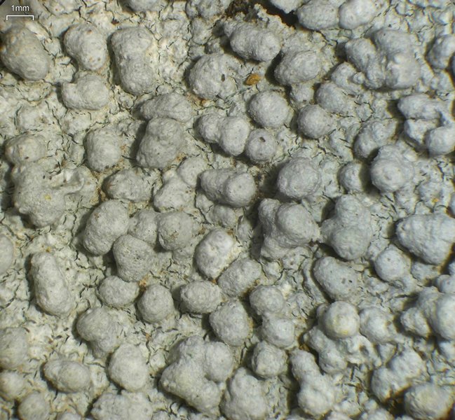 Pertusaria plittiana