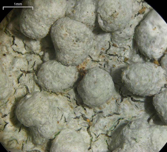 Pertusaria plittiana