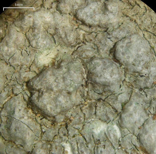 Pertusaria plittiana