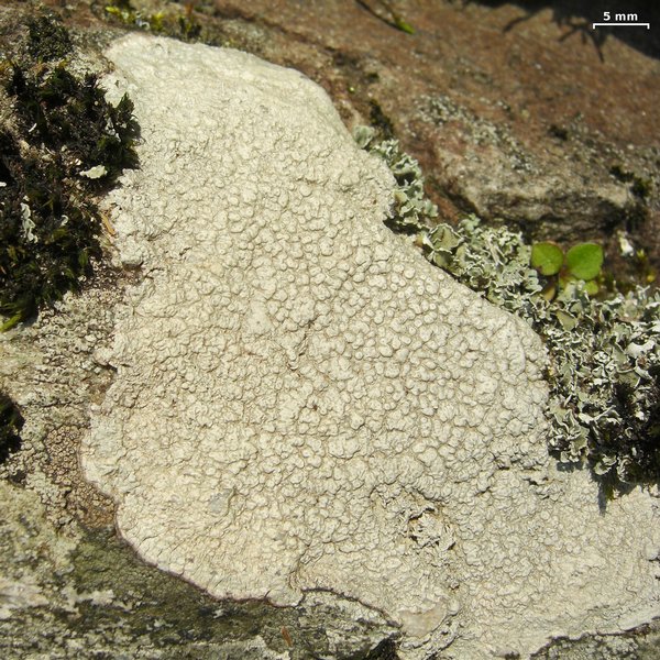 Pertusaria plittiana